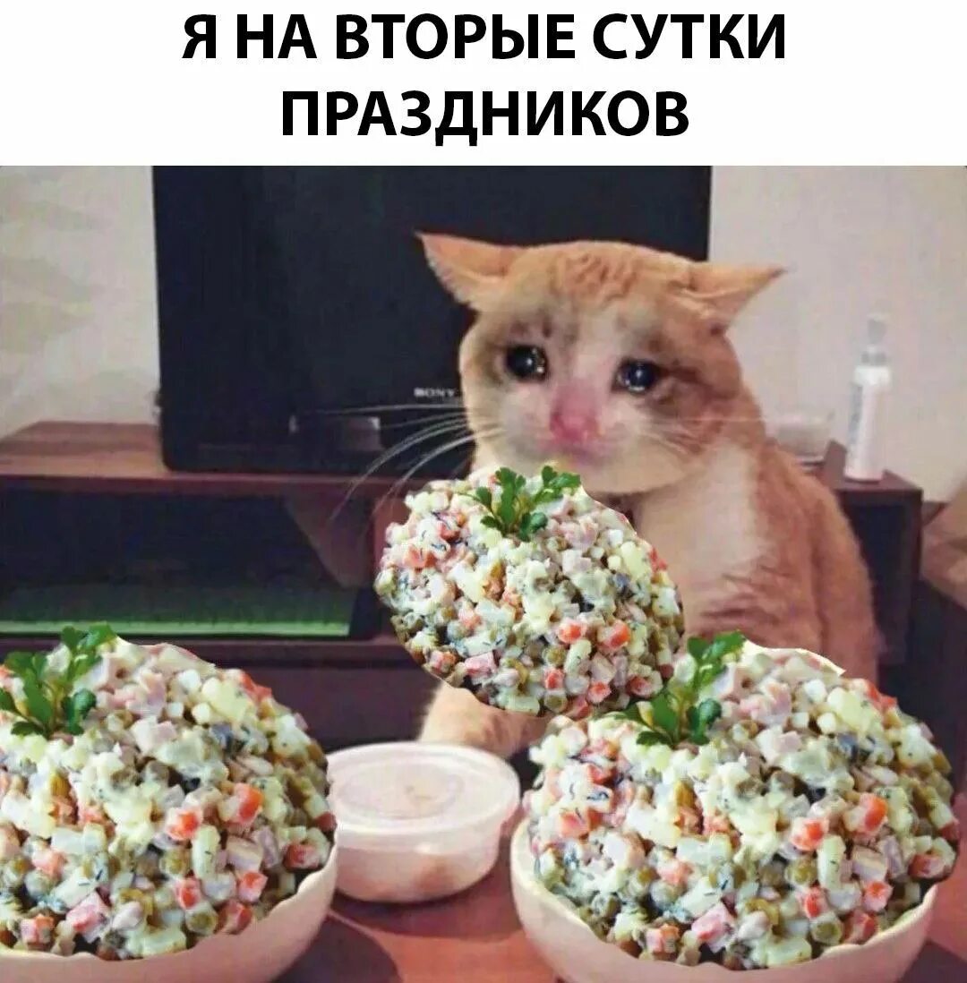Оливье в банке. В ожидании оливье. Кот и еда. В ожидании оливье. Анекдот про салат.