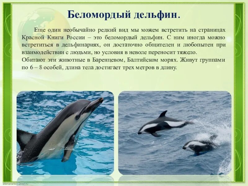 Какие животные занесены в Красную Книгу и почему № 2 Интересные интересности (ИИ