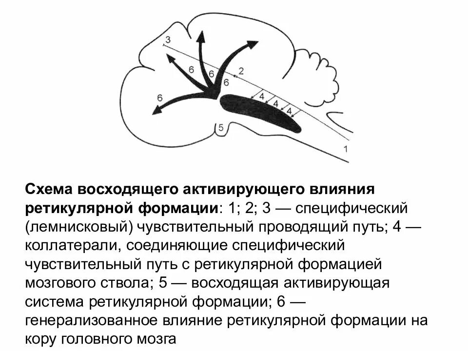 Ретикулярная формация головного мозга. Ретикулярная формация мозгового ствола. Ретикулярная формация центрального ядра мозгового ствола. Схема активирующей ретикулярной формации.