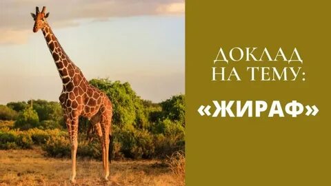 Жираф согласные звуки