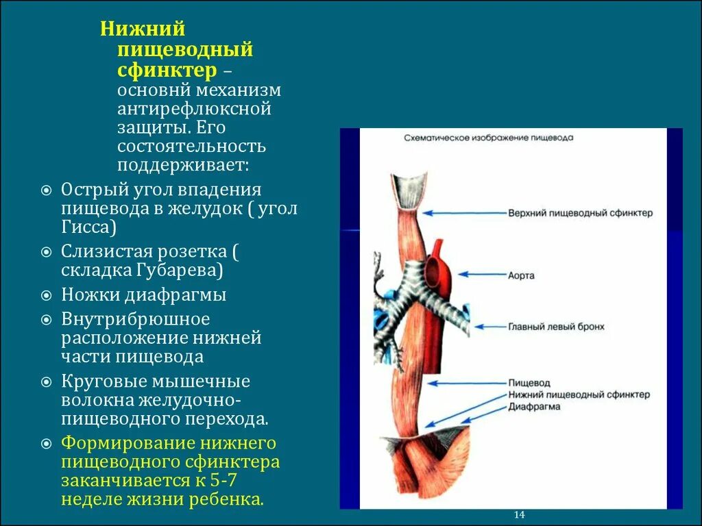 Нижней части пищевода. Нижний пищевой сфинктер. Нижний сфинктер пищевода. Диафрагмальный сфинктер пищеводно. Анатомия Нижнего пищеводного сфинктера.