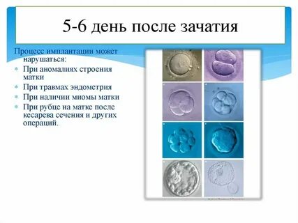 5 день зачатия что происходит