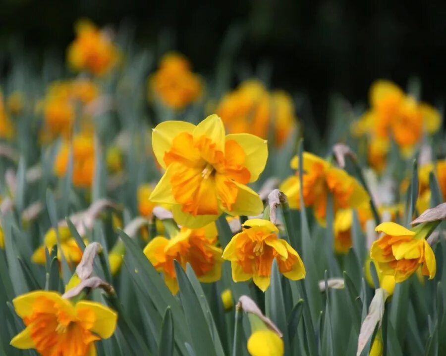 Нарцисс колокольчиком. Нарцисс Narcissus Faith Фейт. Нарцисс Heamoor. Нарцисс Этракшн. Нарцисс Cordubensis New.