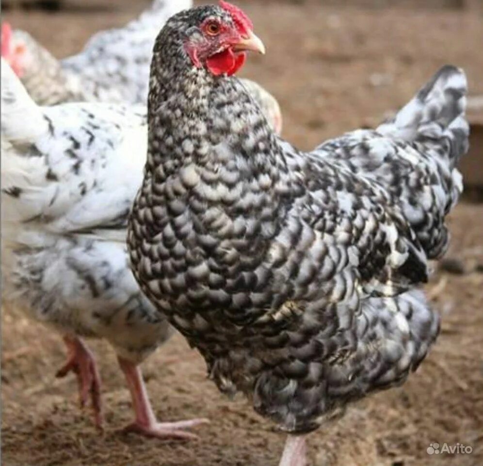 Пушкинская порода описание. Пушкинская порода характеристики. Курица пушкинская порода. Пушкинская полосато-пестрая. Несушки пушкинской породы.