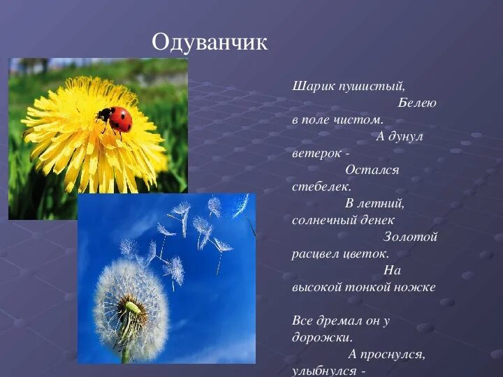 О и высоцкой одуванчик. Стишки про одуванчик. Стих про одуванчик короткий. Стих про одуванчик для детей. Одуванчики девиз.