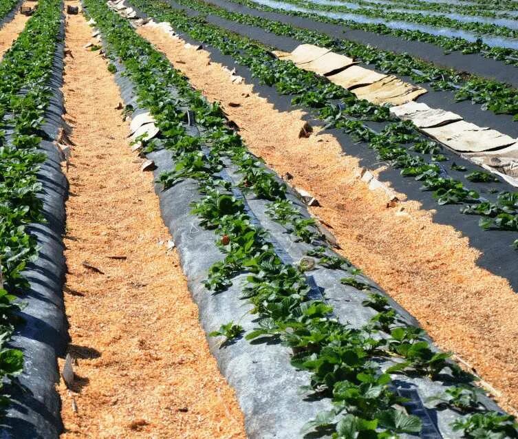 Промышленные плантации малины. Бизнес на открытом грунте. Клубника в открытом грунте. Клубника в теплице. Кашира тепличный комплекс агрокультура групп.