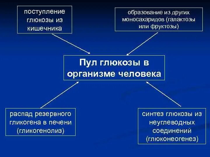 Глюкоза выполняет в организме функцию. Пул Глюкозы в организме. Пути пополнения пула Глюкозы. Углеводы пул Глюкозы.