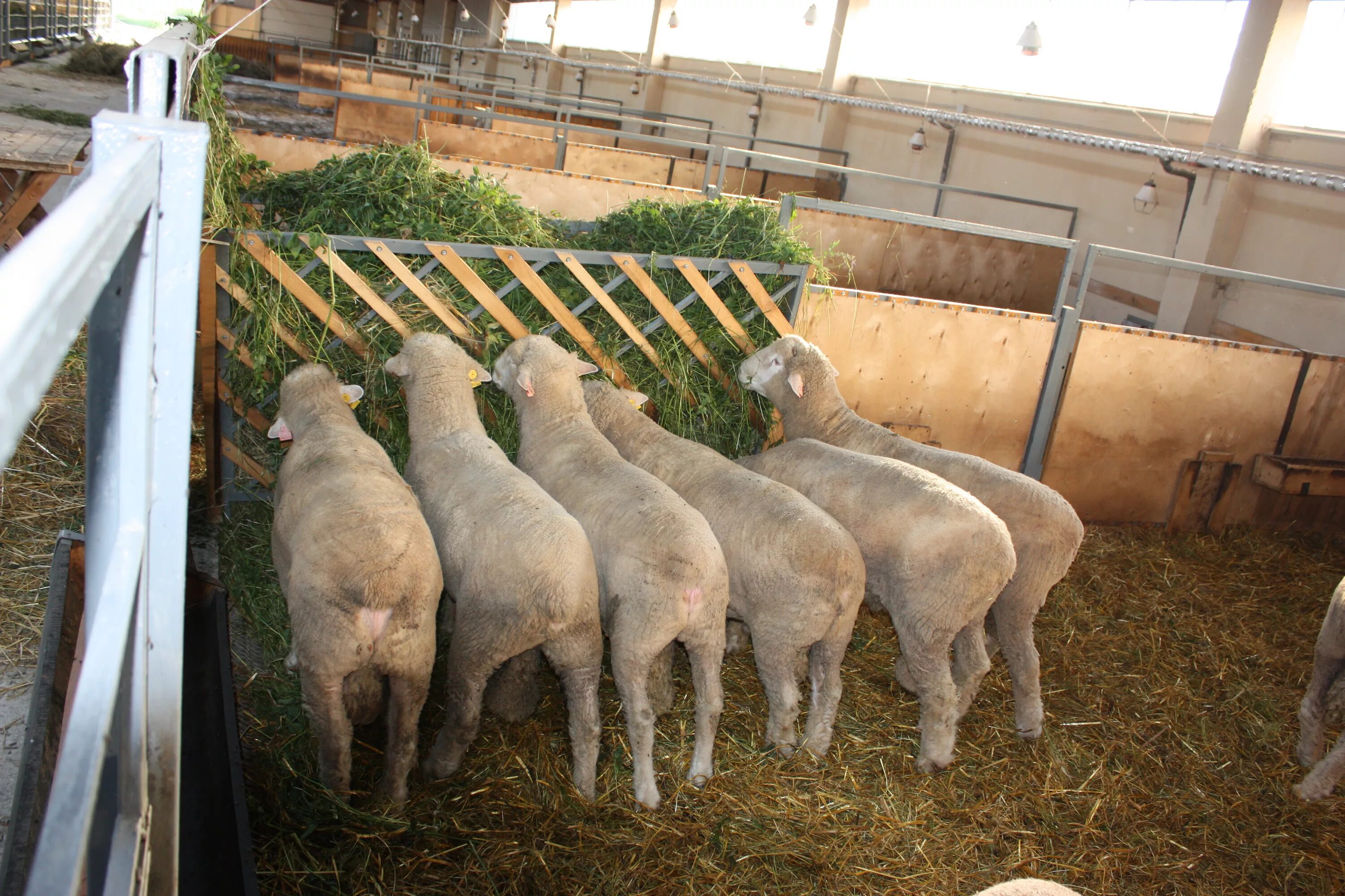 Кормление и содержание овец. Гороховая солома для крс. Кормовая база овцеводства. Поение овец. Откорм овец.