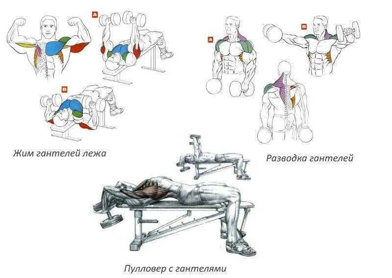Упражнения с гантелями дома. Занятия с гантелями для мышц. Упражнения с гантелями группы мышц. Схема занятий с гантелями.