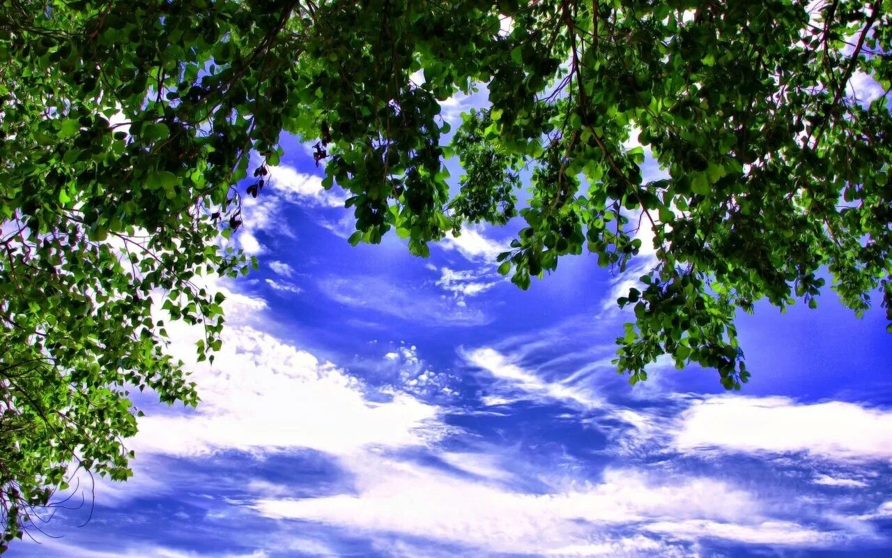 Фон природа. Синее небо. Природа небо. Дерево на фоне неба.