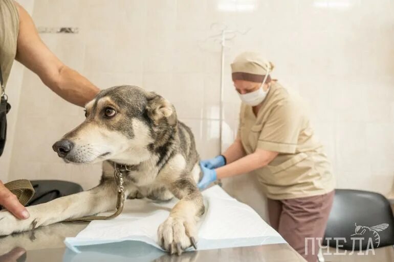 От бешенства умирают кошки. Вакцинация кошек. От бешенства умирают кошки. От бешенства умирают кошки. От бешенства умирают кошки.