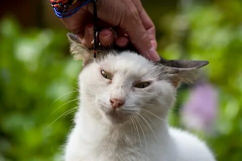 Petting your cat