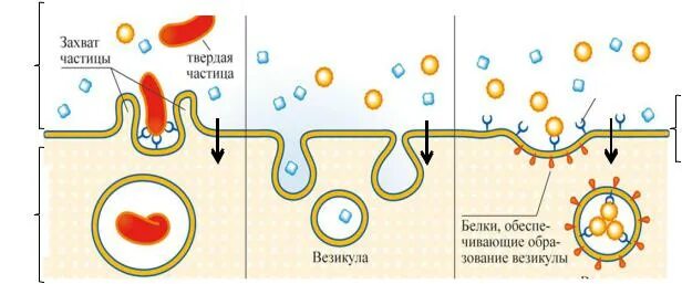 Фагоцитоз пиноцитоз экзоцитоз. Пиноцитоз везикулы. Транспорт в мембранной упаковке. Мембранный экзоцитоз вещества. Фагоцитоз захват клеткой