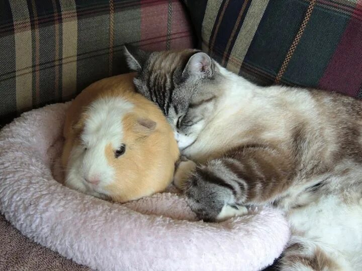 Морская свинка и кошка. Кот и морская Свинка. Кот и хомяк. Спящие котики в обнимку.