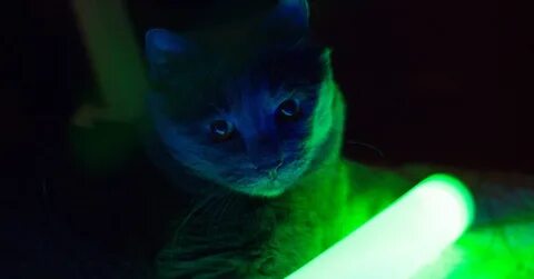 Светящиеся кошки