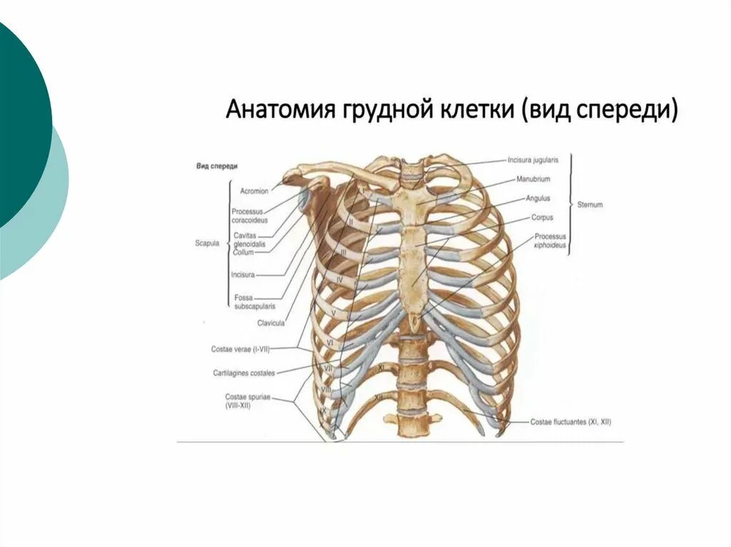 Строение грудной клетки спереди. Ребра и Грудина анатомия строение. Грудная клетка анатомия человека вид спереди. Строение человеческой грудной клетки. Грудное отверстие