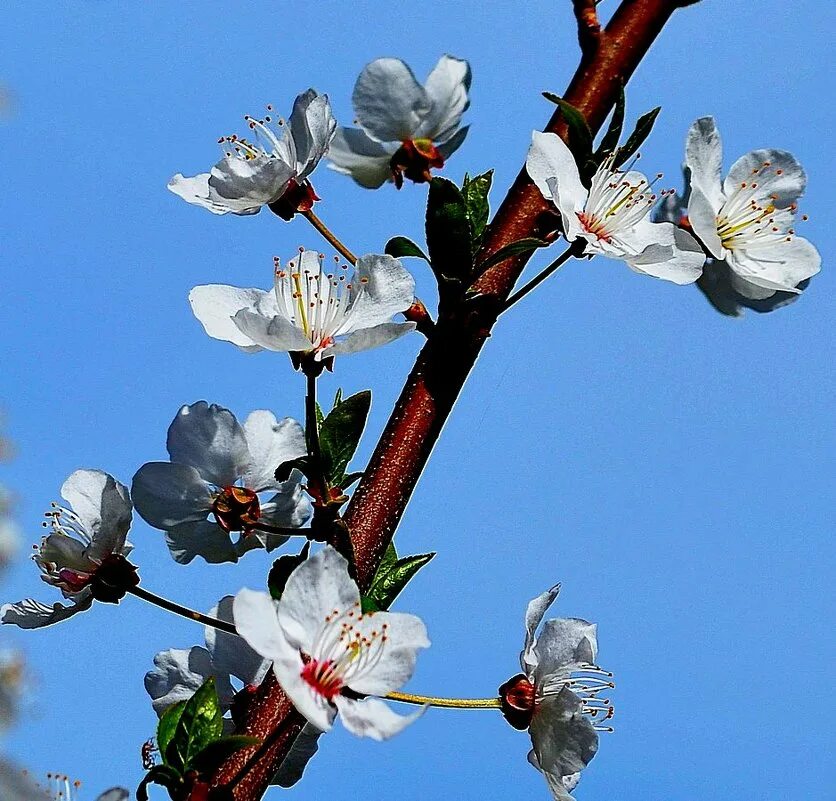 расцветает точно. расцветает точно. деревья весной. сакура яблоня. яблони и груши расцветали яблони и груши.