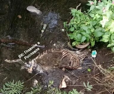 Бурцевка рославль