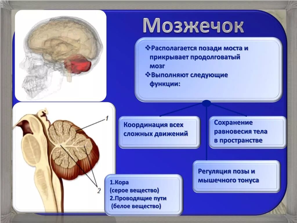 Какие центры в мозжечке