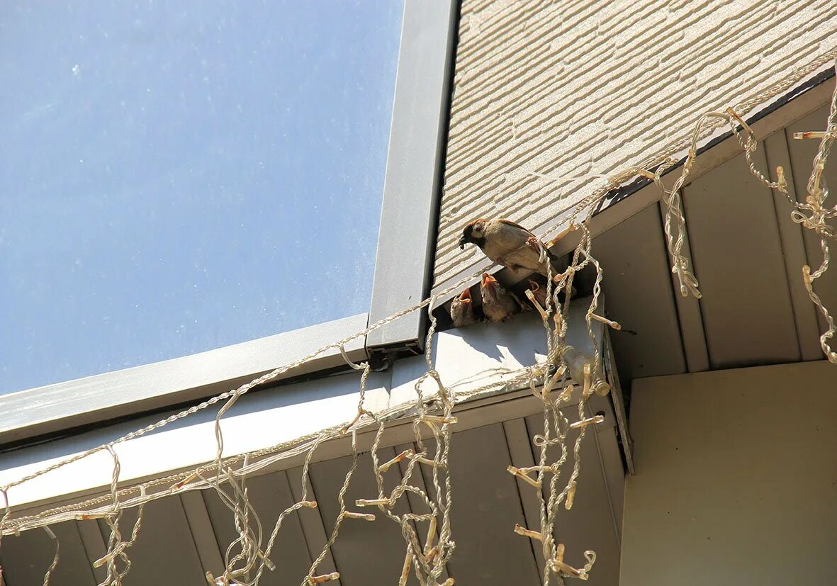 Гнезда птиц под крышей дома. Гнездо воробья. Воробей под крышей. Птицы под крышами домов. Гнездо воробья под крышей.