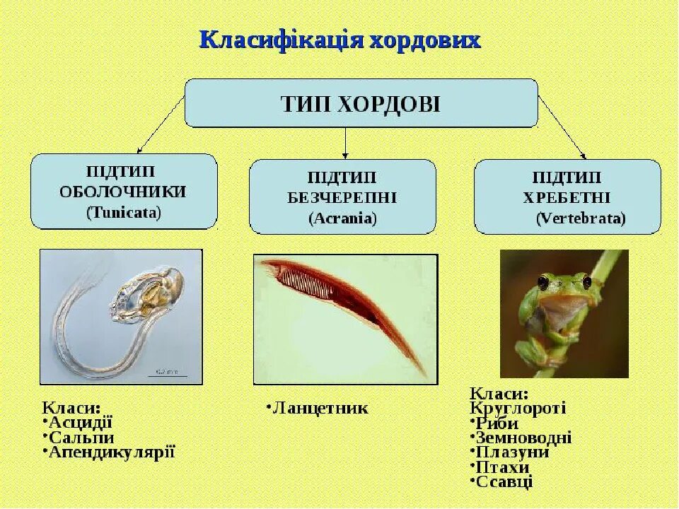 Относится ли человек к типу хордовые. Классы типа хордовых. Классификация хордовых схема. Тип Хордовые классификация. Систематика хордовых животных.