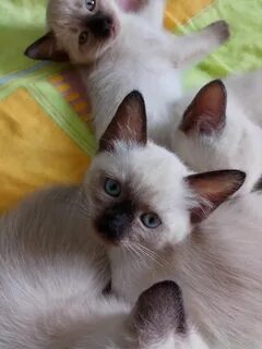 Бесплатные котята сиамская