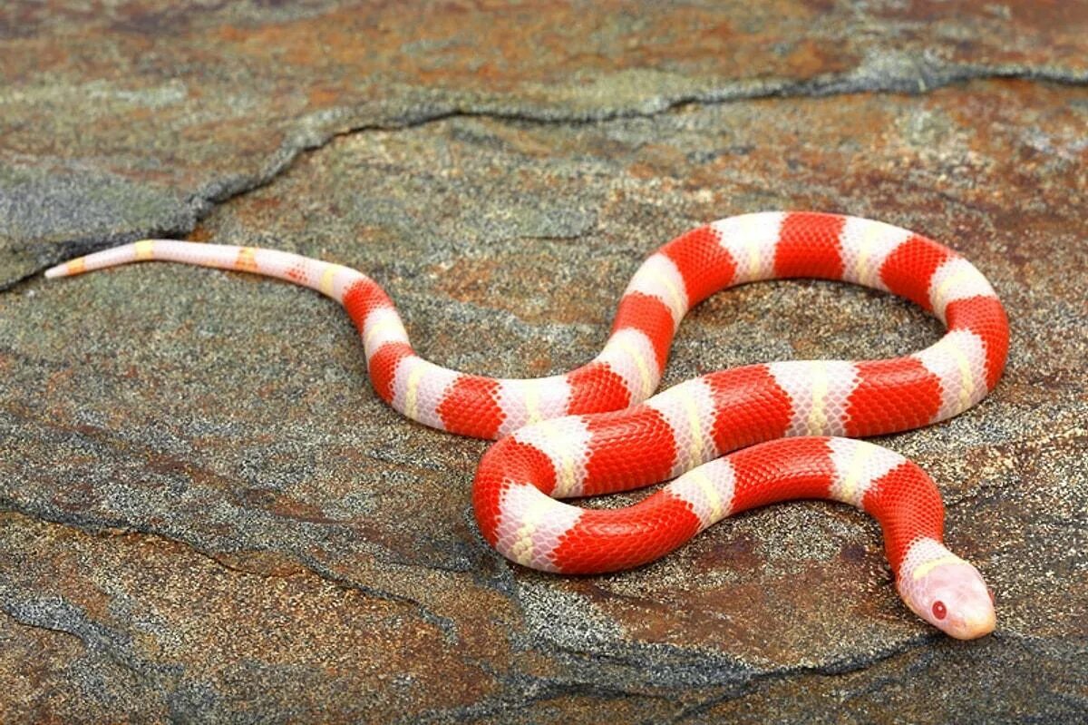 Красный полоз. Молочная змея Нельсона Albino. Молочная змея Нельсона Albino (Lampropeltis Triangulum nelsoni). Королевская змея Нельсона (альбинос). Королевская молочная змея альбинос.