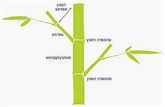 Какую форму строения имеет бамбук. Какую форму строения имеет бамбук