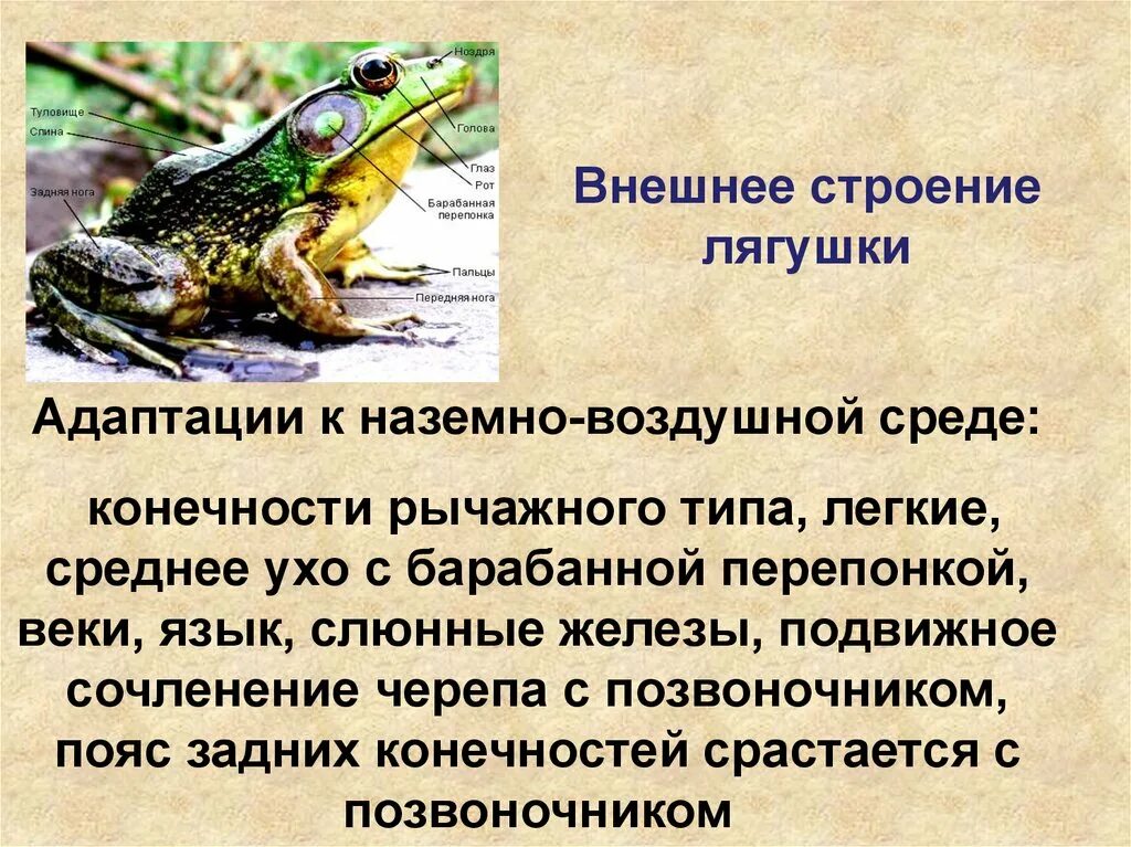 Адаптации лягушки. Приспособление лягушки. Адаптация амфибий. Строение лягушки. Барабанная перепонка у лягушки