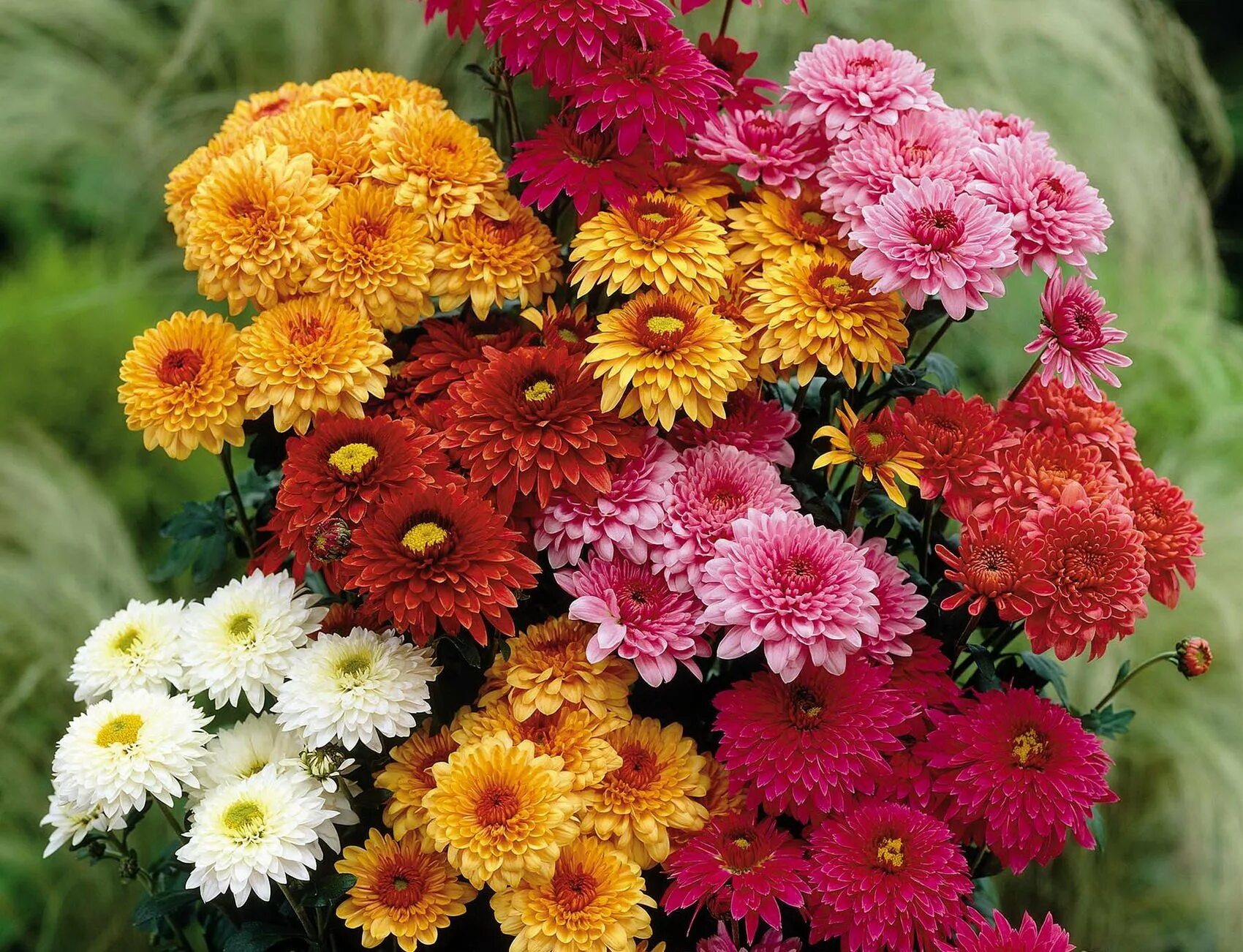 Хризантема корейская гир гар. Георгин лейкленд отем. Хризантемы бархатцы. Пионы астры георгины. Хризантема дубки желтая.