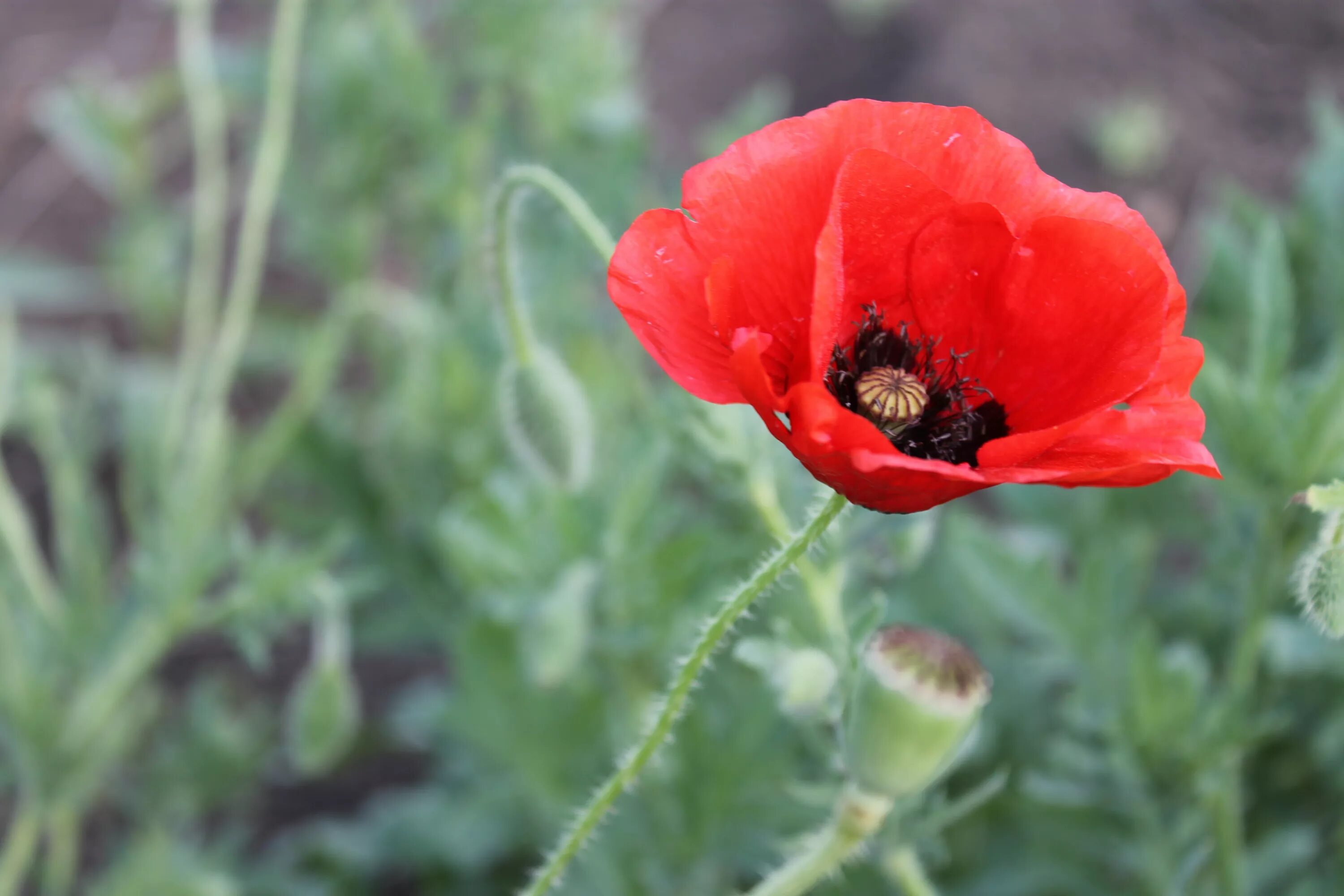 Мак макой. Мак цветок листья. алый мак красный мак козлов. papaver листик. листик мака.