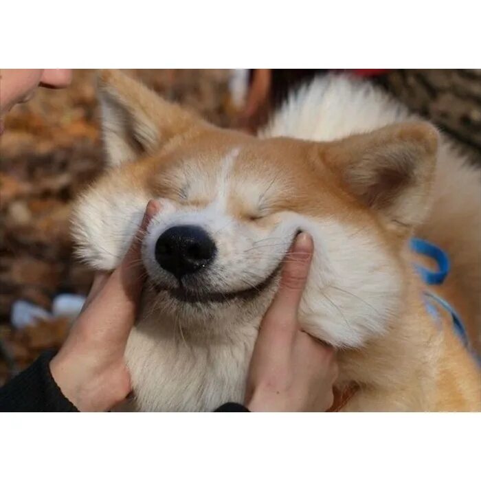 Не обижайся картинка. Не грусти а то не. Я не нормальный. Собака не грусти. Мем грущу грущу улыбаюсь.