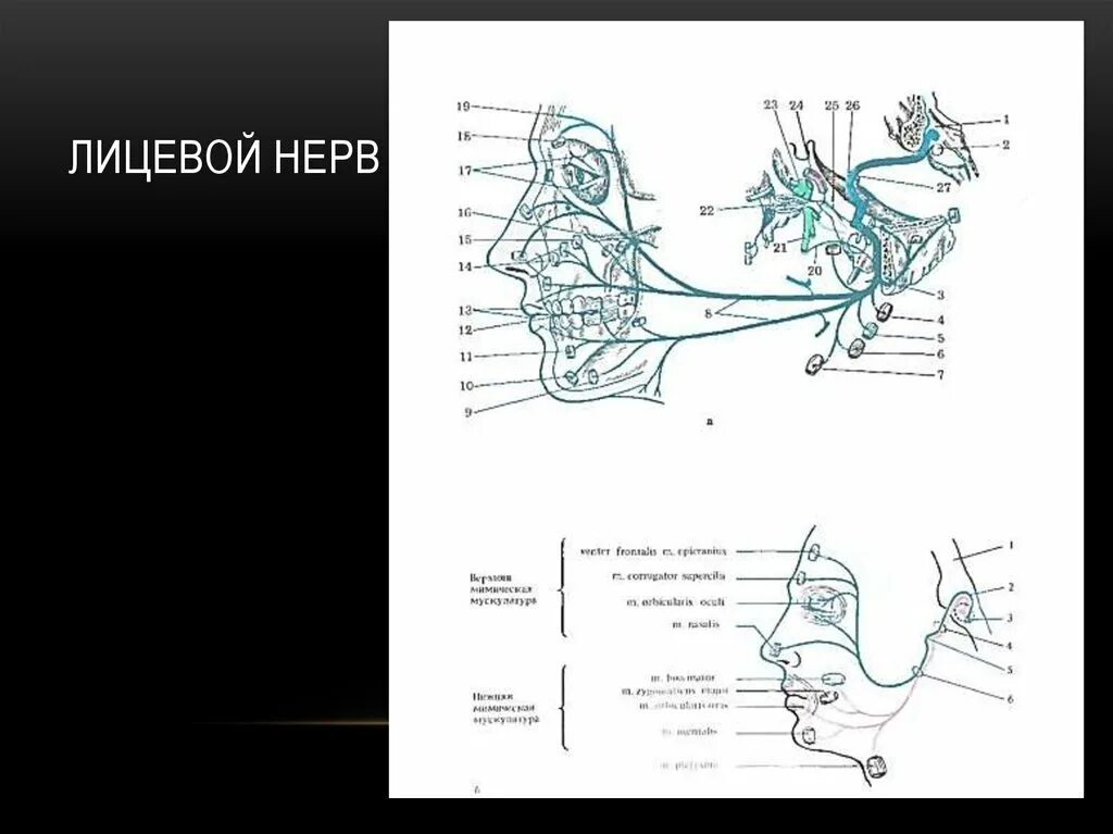 2 лицевой нерв. Ход лицевого нерва схема. Лицевой нерв схема. Лицевой нерв рисунок. Лицевой нерв анатомия схема.