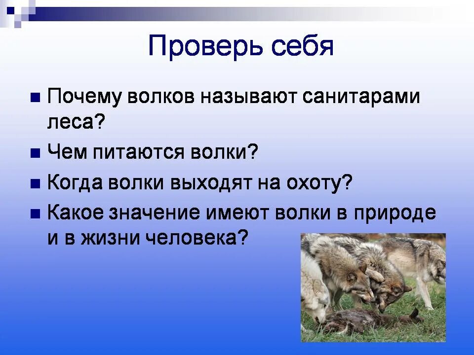 Почему волк называется волком. Почему волка называют санитаром леса. волк санитар леса. почему волков называют санитарами леса. роль волка в природе.