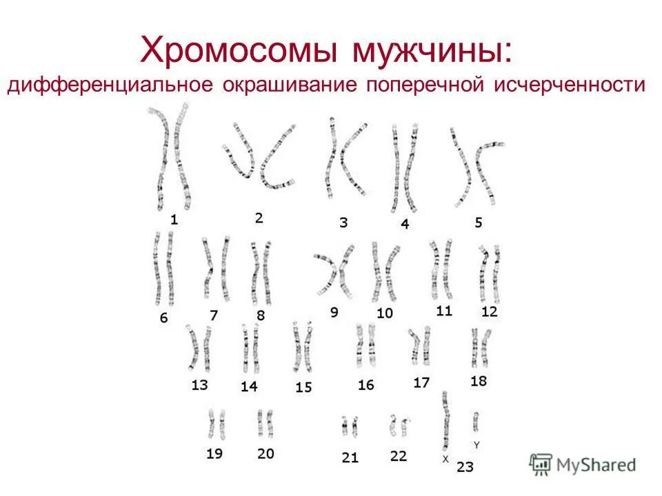 Сколько хромосом у мужчины
