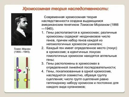 Сцепленное наследование признаков нарушение сцепления