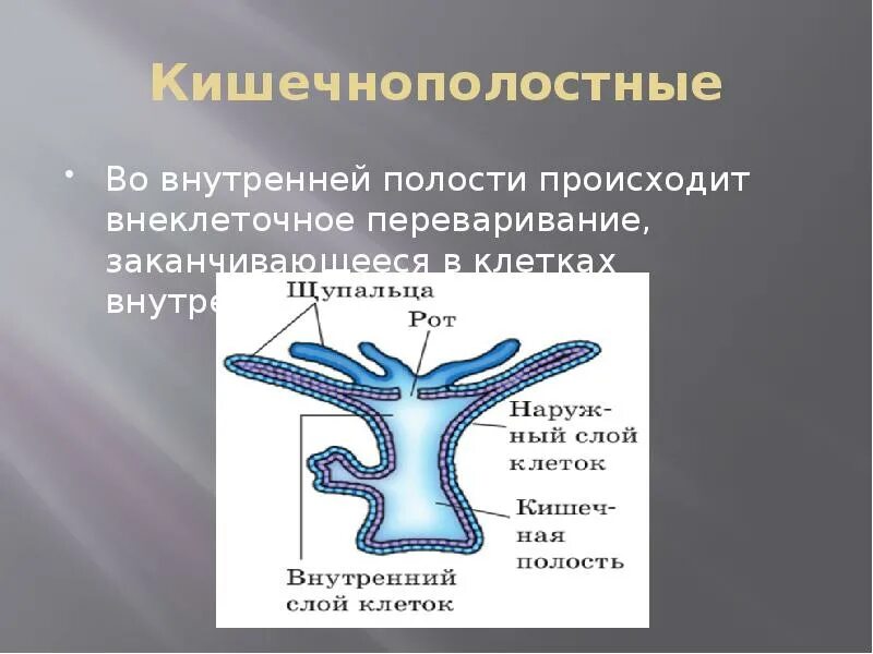 Кишечнополостные. Кишечнополостные презентация. Полость кишечнополостных. Тип Кишечнополостные. Группы организмов кишечнополостные