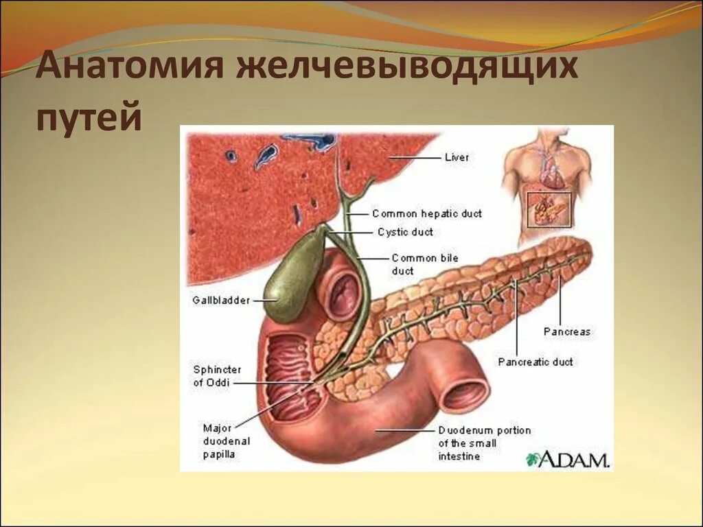 Анатомия желчевыводящих путей. Анатомияелчевыводящих путей. Строение желчевыводящих путей. Желчные пути анатомия.