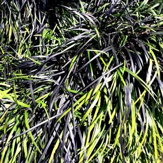 Black grass