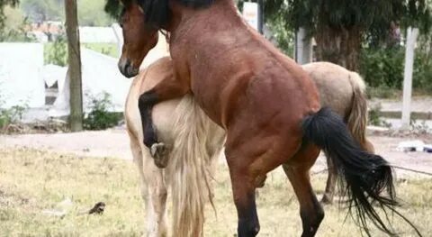 Tarjima bilan retro porno filmlarni onlayn tomosha qiling