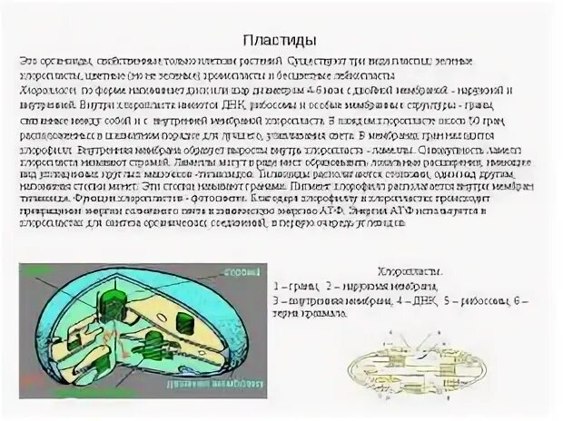 Выросты внутренней мембраны