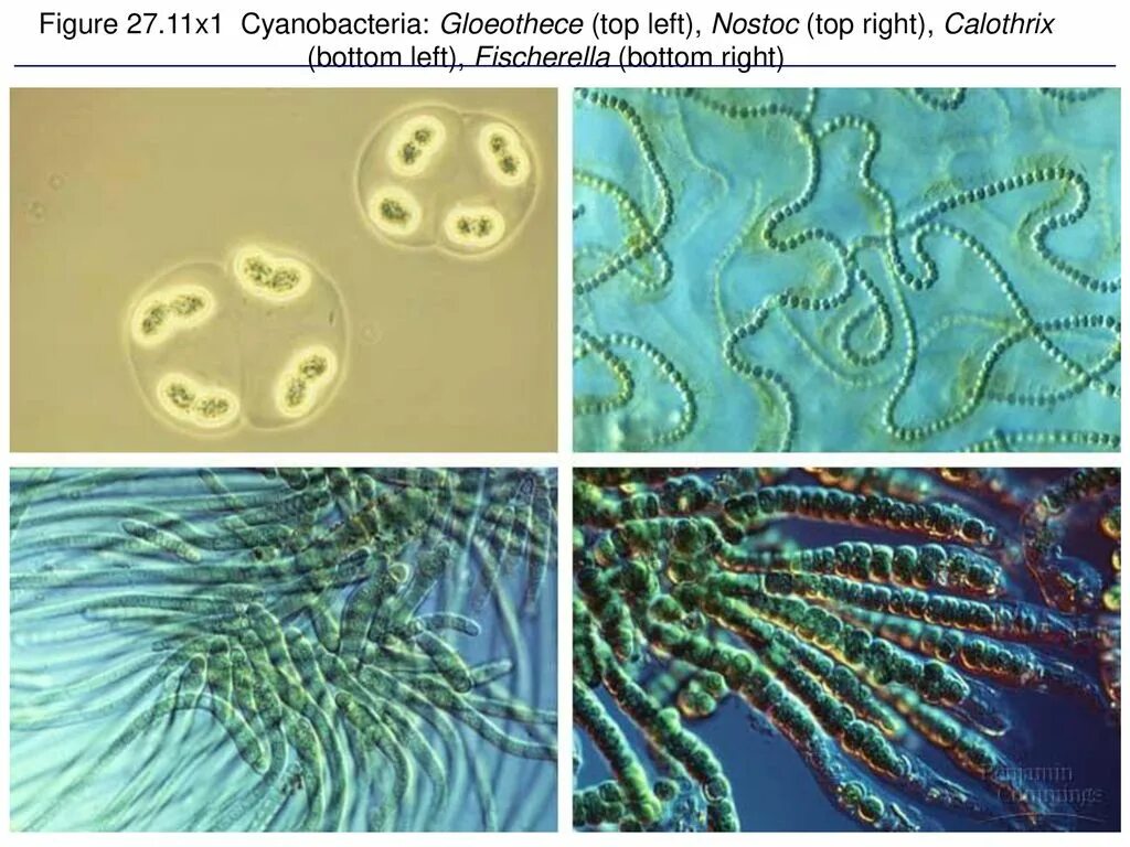 Эра прокариот какая эра. Бактерии цианобактерии архебактерии. Цианобактерии сине-зеленые водоросли. Цианобактерии архейской эры. Цианобактерии фотосинтезирующие микроорганизмы.