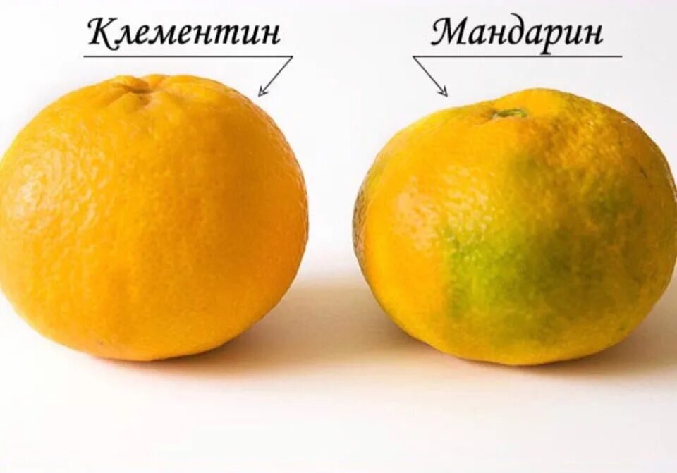 Средний размер мандарина. Клементин гибриды цитрусовых. Клементины и мандарины отличие.