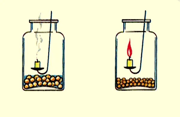 прорастающие семена начинают активно дышать поглощая