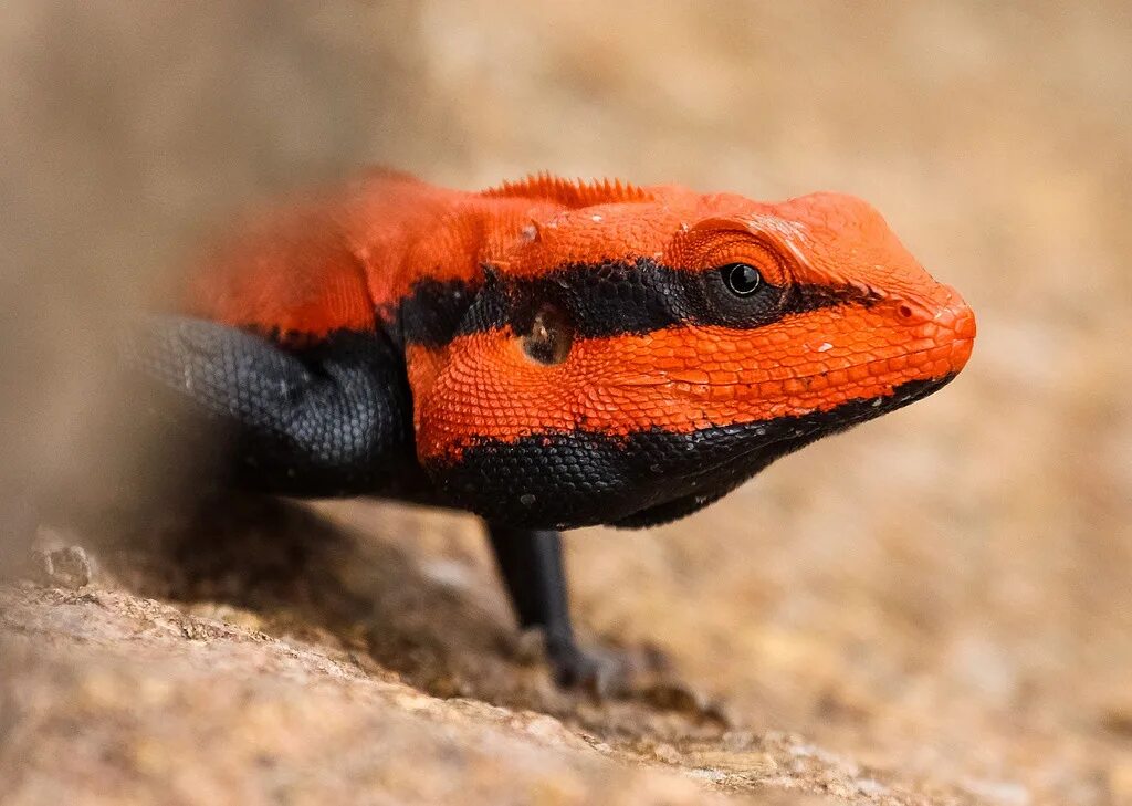 Красная рептилия. Агама ящерица оранжевая. Psammophilus dorsalis. Саламандра ящерица. Ящерица агама огненно-красная.