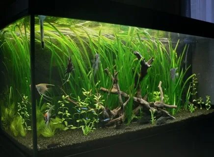 Aquari