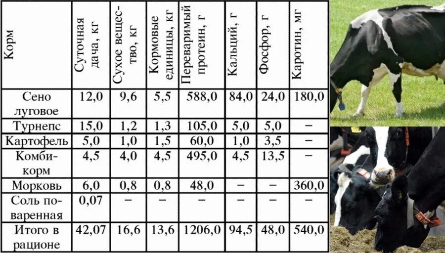Удой коровы в год. Рацион КРС дойных коров. Нормы кормления дойных коров таблица. Нормы рациона для дойной коровы. Рационы кормления КРС таблица.