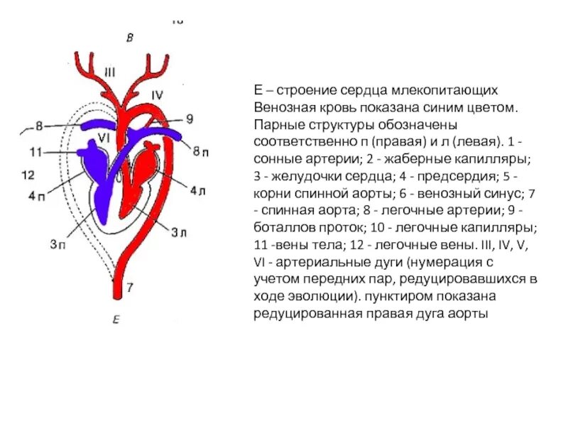 Какая кровь у млекопитающих животных. Схема сердца млекопитающих. Венозная и артериальная кровь в сердце схема. Схема строения сердца млекопитающего и отходящие от него сосуды. Строение сердца млекопитающих.