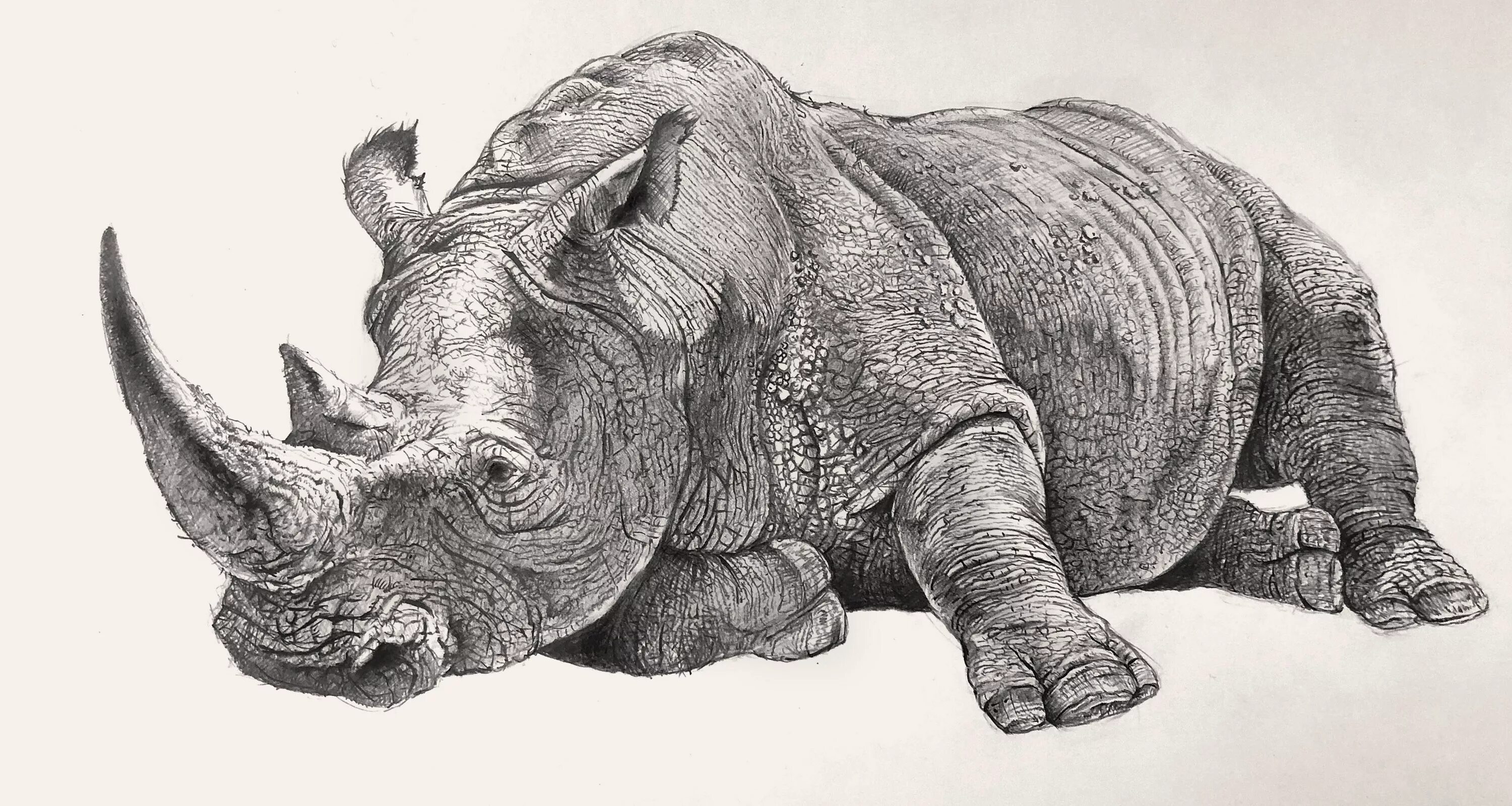 Изображения носорога. Широконосый носорог. Урс Фишер носорог. Носорог рисунок. Носорог рисунок карандашом.
