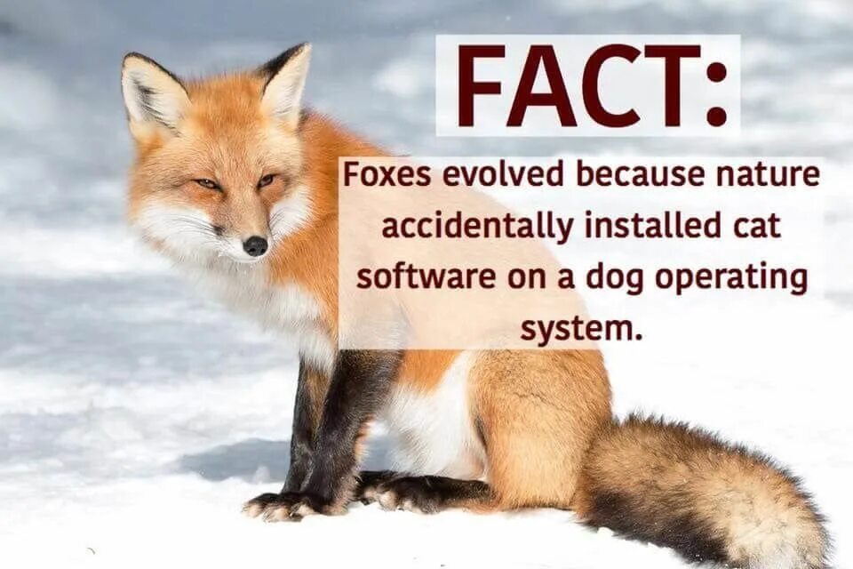 Fact file Fox. Факты о лисе на английском. Facts about Fox. Факты про Лис. Us fox